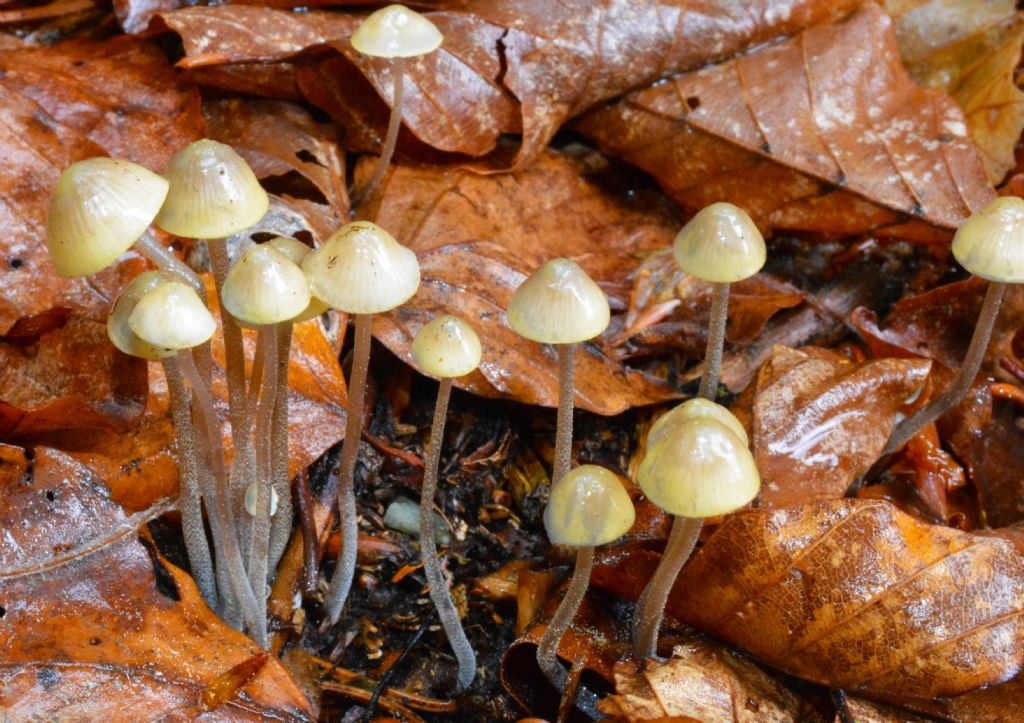 Mycena del 14/05/2018